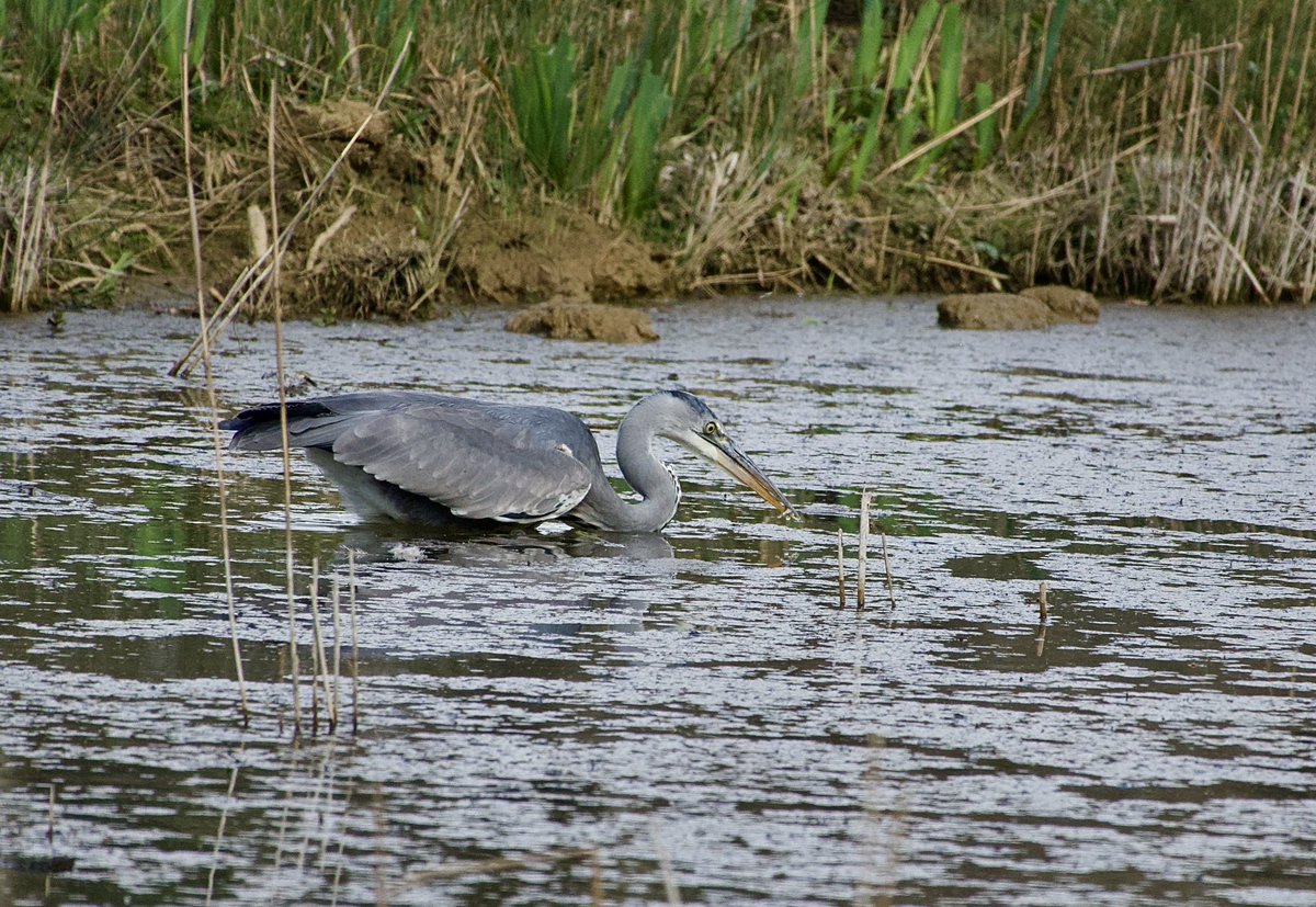 fortiesfc's tweet image. Views from Bernards Hide, 16 April 25
@SWTLackfordLake