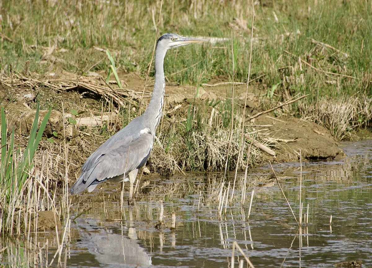 fortiesfc's tweet image. Views from Bernards Hide, 16 April 25
@SWTLackfordLake