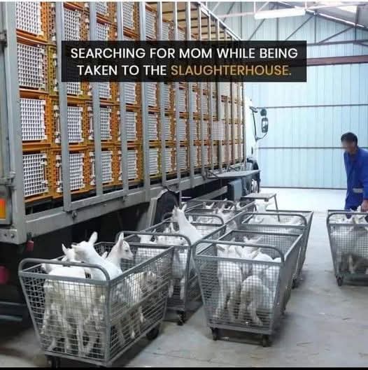 Don't know how from the murderer to the buyer can live with their selves😥