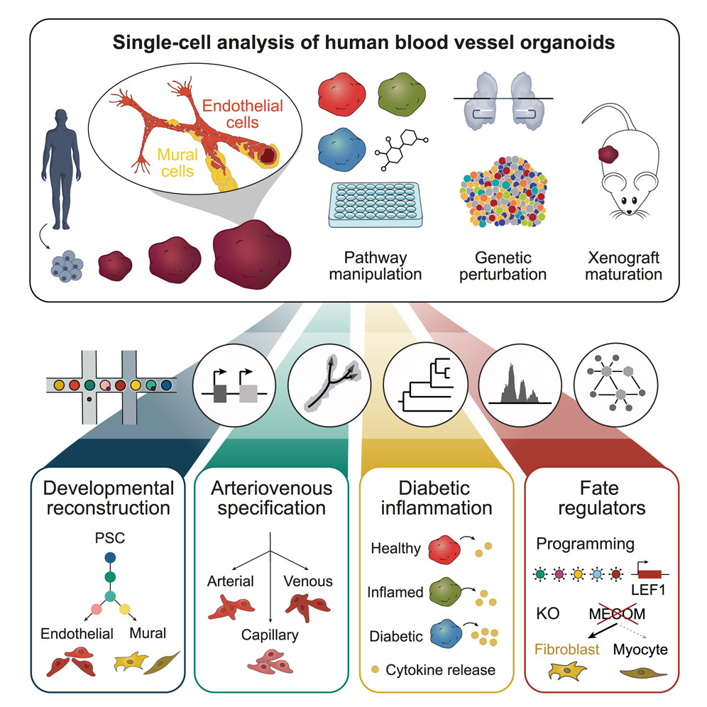 Organoid News (@organoidscience) on Twitter photo New in <a href="/CellCellPress/">Cell</a> from <a href="/penningerlab/">PenningerLab</a>, <a href="/TreutleinLab/">Treutlein lab</a>, & <a href="/GrayCampLab/">Gray Camp</a>! 🎊
This work provides a cell state atlas of human blood vessel #organoid (hBVO) development and illuminates the power and limitations of hBVOs for translational research. 🧫
bit.ly/3GstKTZ New in <a href="/CellCellPress/">Cell</a> from <a href="/penningerlab/">PenningerLab</a>, <a href="/TreutleinLab/">Treutlein lab</a>, & <a href="/GrayCampLab/">Gray Camp</a>! 🎊
This work provides a cell state atlas of human blood vessel #organoid (hBVO) development and illuminates the power and limitations of hBVOs for translational research. 🧫
bit.ly/3GstKTZ