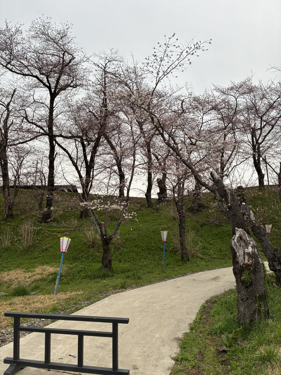 m_masked's tweet photo. 今朝の飯山城址公園
桜はまだまだ https://t.co/sBQOIzyFz0