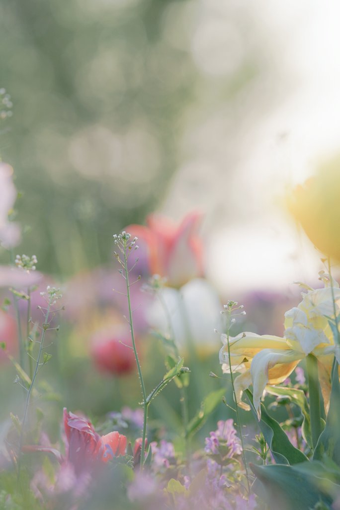 ナズナ 
花言葉『あなたに私のすべてを捧げます』