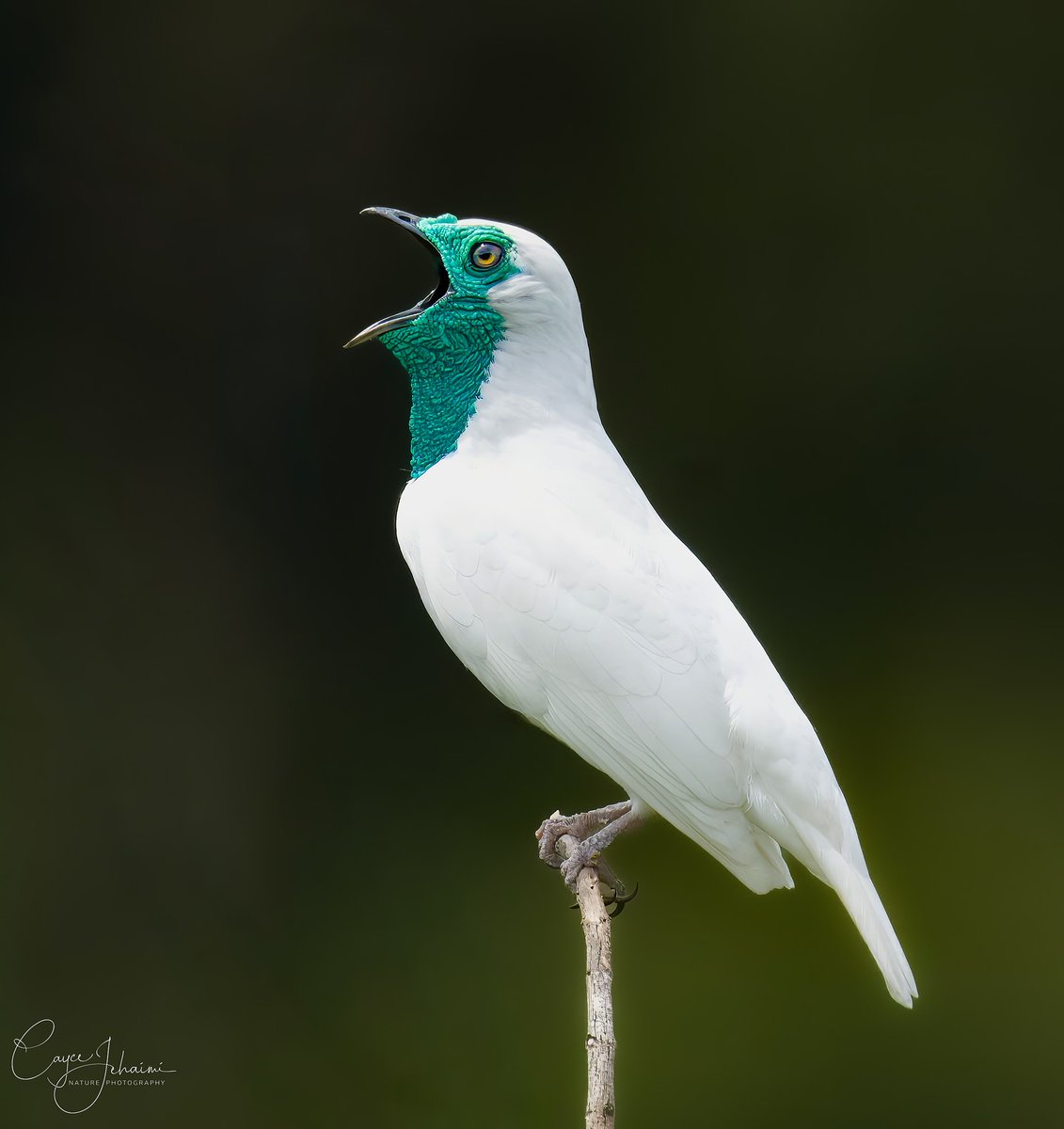 MbarkCherguia's tweet photo. Dream realized! Finally saw the incredible Bare-necked Bellbird (Procnias nudicollis) in Brazil! One of the LOUDEST birds 🔔 - its explosive, metallic call travels miles! Often heard, rarely seen. Near Threatened (NT) due to habitat loss. So grateful! 

📷cjehaimi (Instagram) ©️ https://t.co/7K8zfXUF8q