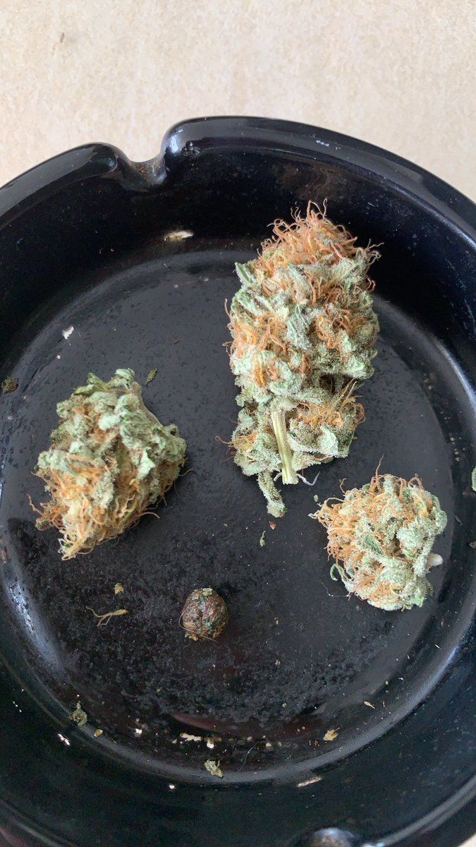 Ray’s Place (@rayong71) on Twitter photo #EgoPunch from <a href="/geneticanseeds/">geneticanseeds</a> (seed)
Chopped after 8 weeks !!
Lovely taste and smell
Have a good one !! #EgoPunch from <a href="/geneticanseeds/">geneticanseeds</a> (seed)
Chopped after 8 weeks !!
Lovely taste and smell
Have a good one !!