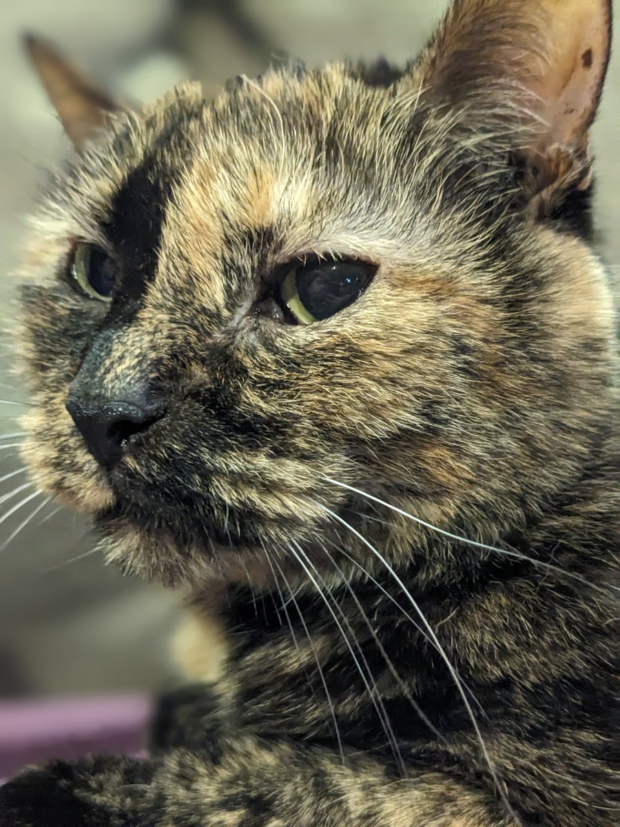 DukeofMac's tweet image. rest in peace Gaia. You  were the best kitten caboodle