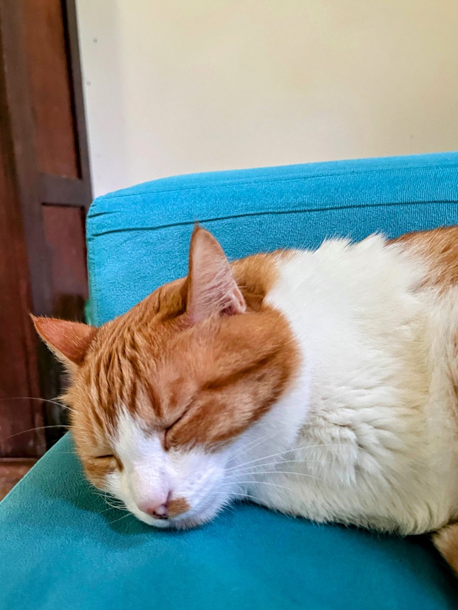 ep3186's tweet image. もみじ君が寝てる間に

イースターに配るチョコを買いにきました🇧🇷ブラジルのパスコア（復活祭）の楽しみの１つといえば大きな卵型のチョコレートを贈り合うこと🥚卵型のチョコレートの中にはお菓子が入っていたりおもちゃが入っていたりします