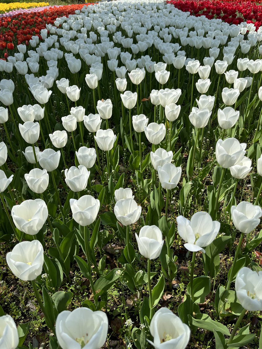 nisimikawa's tweet photo. 昨日木曽三川公園センターへ行って来ました、チューリップ🌷が丁度満開で凄く綺麗ほう、種類が多く圧巻でした。 https://t.co/8AEpCsikcz