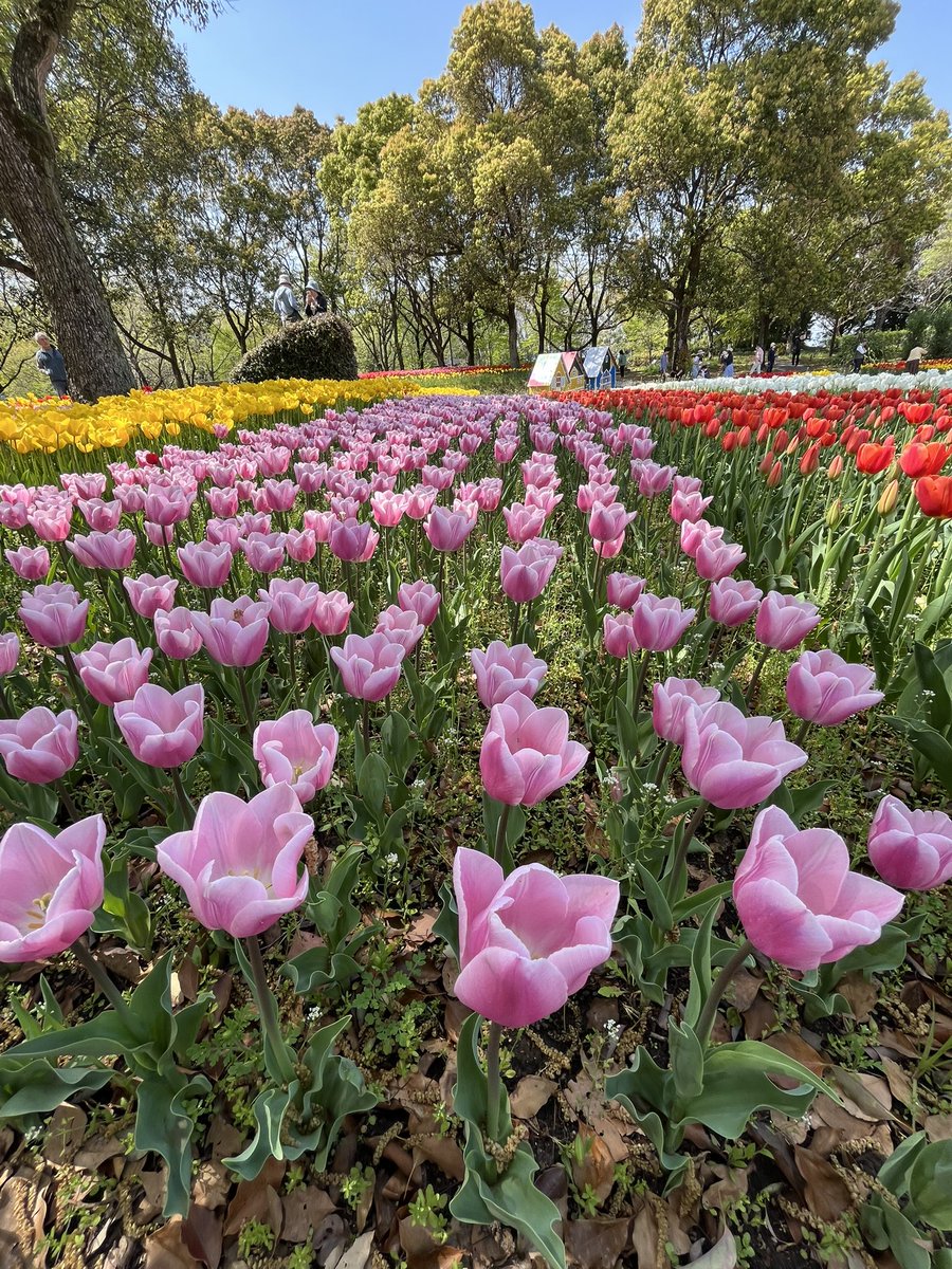 nisimikawa's tweet photo. 昨日木曽三川公園センターへ行って来ました、チューリップ🌷が丁度満開で凄く綺麗ほう、種類が多く圧巻でした。 https://t.co/8AEpCsikcz