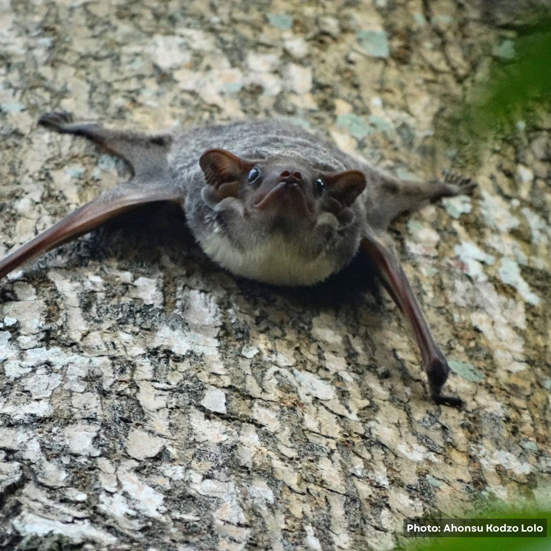 Small Mammal Conservation Organization (SMACON) (@smaconbats) on Twitter photo We asked you to share your favourite bat memories, stories, thoughts and quotes for #BatAppreciationDay
We’re celebrating by sharing some of our favourite entries. We hope you enjoy these as much as we did.
Starting with this  cute tomb bat from Ahonsu Kodzo Lolo- Lome, Togo We asked you to share your favourite bat memories, stories, thoughts and quotes for #BatAppreciationDay
We’re celebrating by sharing some of our favourite entries. We hope you enjoy these as much as we did.
Starting with this  cute tomb bat from Ahonsu Kodzo Lolo- Lome, Togo