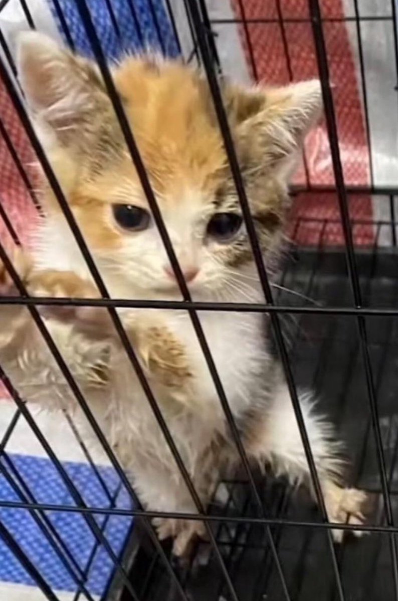 001blacksheep's tweet photo. Here are a few places where you can pressure the peoples republic of china to enact Animal welfare laws and impose harsh punishments on those who torture and kill #Animals.
#chinaculture
#SavechineseCats
#stopyulin
#boycottchina
#realchinese https://t.co/S9egmbJpto https://t.co/q3MS8zOAwE