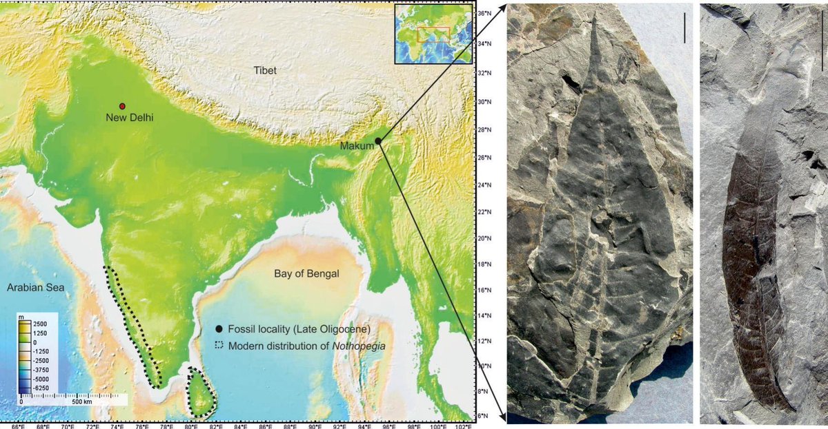 Rising Himalaya and climate change drive endemism in the Western Ghats: Fossil evidence insights
doi.org/10.1016/j.revp…
Review of Palaeobotany and Palynology
