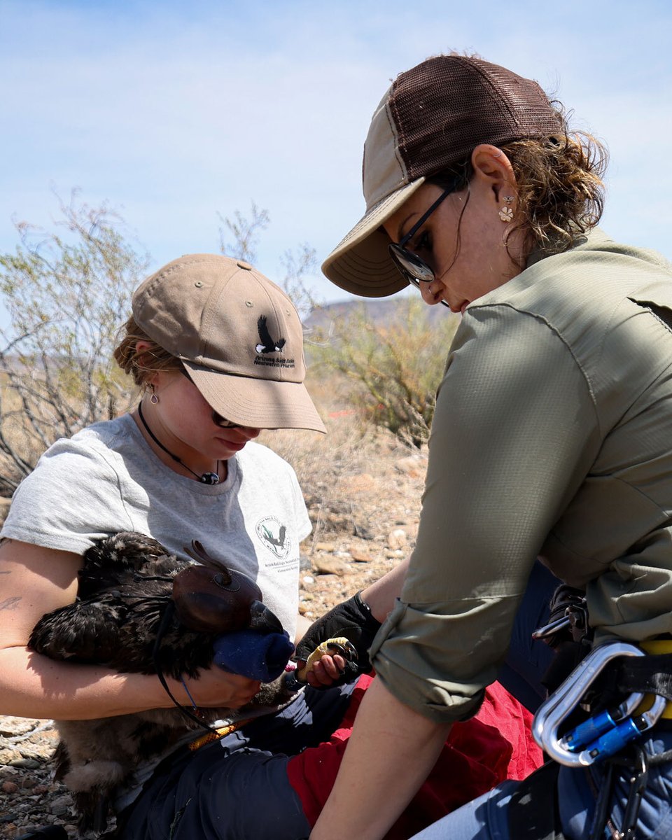 Cronkite News (@cronkitenews) on Twitter photo Nested along the cliffs of Lake Pleasant is “America’s favorite” bird, the bald eagle. With about half a dozen nests populating the area, nest watchers have been filled with excitement.
Our <a href="/alexis_heichman/">Alexis Heichman</a> has more from up in the sky:
cronkitenews.azpbs.org/2025/04/17/ari… Nested along the cliffs of Lake Pleasant is “America’s favorite” bird, the bald eagle. With about half a dozen nests populating the area, nest watchers have been filled with excitement.
Our <a href="/alexis_heichman/">Alexis Heichman</a> has more from up in the sky:
cronkitenews.azpbs.org/2025/04/17/ari…
