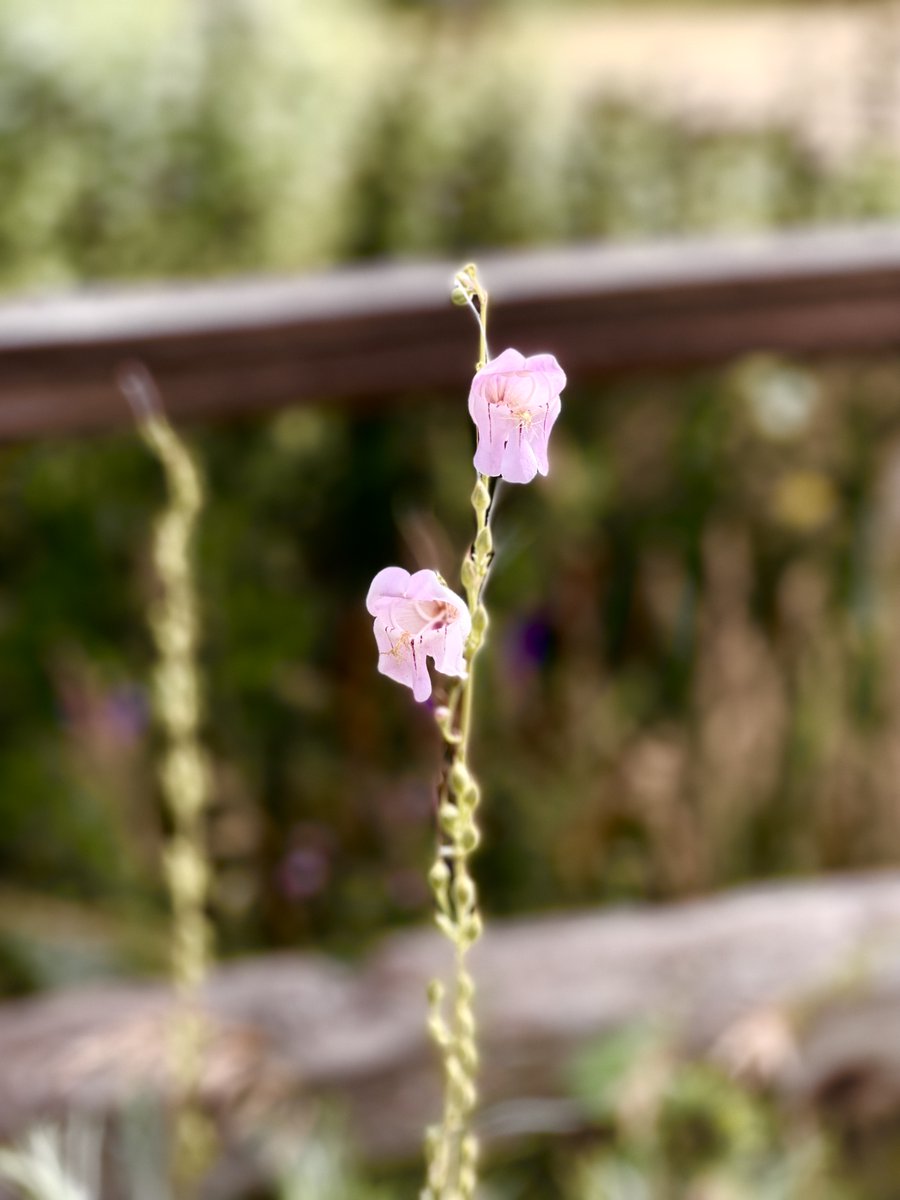 "Seeing is never believing: we interpret what we see in the light of what we believe. Faith is confidence in God before you see God emerging; therefore the nature of faith is that it must be tried." - Oswald Chambers 
#FaithInAction