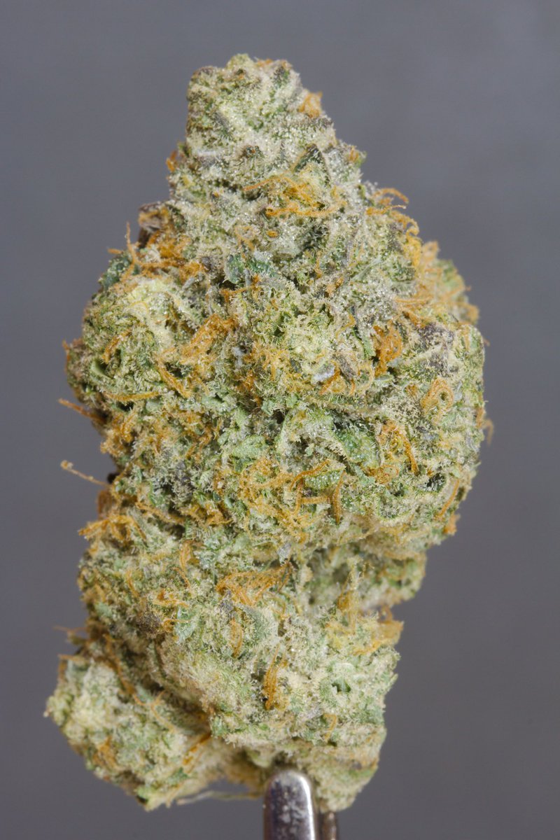 Today I’m looking at a product from Kootenay Cultivar, their Tiramisu flower labelled Persy Stash. I bought this locally for $60.

My quarter ounce was made up of 9 buds, and there was a mini Boveda in the standard Woody Nelson style cardboard bag lined with mylar.