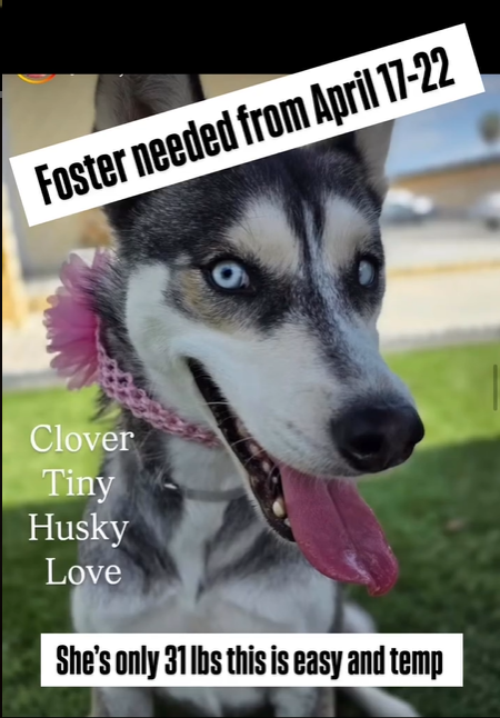 mapleveewesem's tweet photo. Girls Who Love Dogs Rescue needs a #SoCal #FOSTER 4 Downey California's CLOVER. Just until April 22 when she has transport to an out of area adopter. Clover is 3 yo, just 31 lbs, super sweet &amp; ok with calm dogs. Foster application in thread ⬇️
#A5683076 https://t.co/d1MNp0O857
