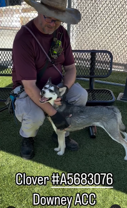 mapleveewesem's tweet photo. Girls Who Love Dogs Rescue needs a #SoCal #FOSTER 4 Downey California's CLOVER. Just until April 22 when she has transport to an out of area adopter. Clover is 3 yo, just 31 lbs, super sweet &amp; ok with calm dogs. Foster application in thread ⬇️
#A5683076 https://t.co/d1MNp0O857
