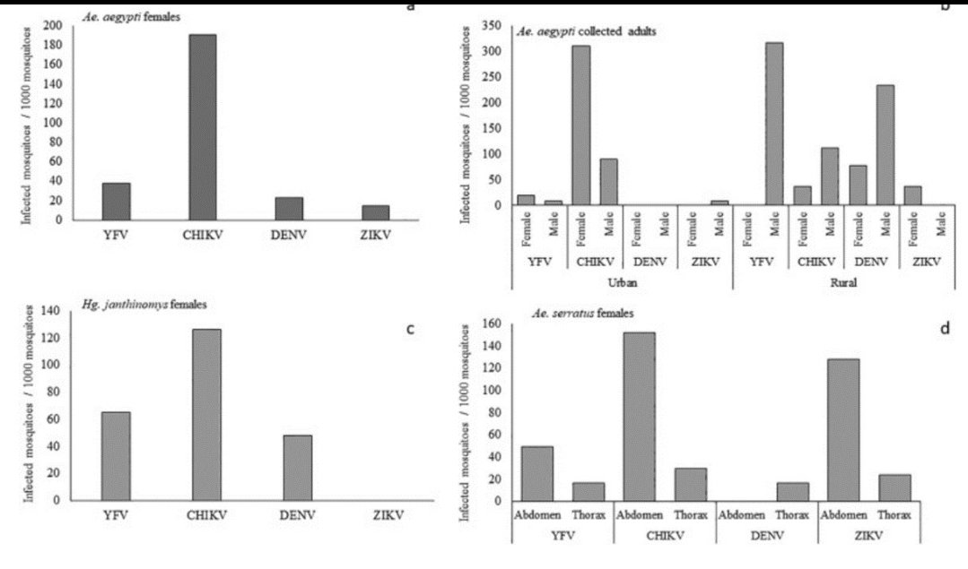 En el estudio (2019) realizado en La Macarena, Meta, por el equipo #Virologic de la <a href="/U_ElBosque/">Universidad El Bosque</a> bajo la dirección del "duro" <a href="/SEMAGRA27/">Juan Sebastian Mantilla🦟🦟</a> encontramos hembras de Aedes aegypti positivas para virus de fiebre amarilla (y otros), en áreas rurales y urbanas. Mucho Hemagogus positivo!
