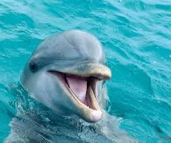 uglyassocho umie się komunikować z delfinami dzięki dźwiękom sonicznym😳