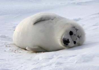 🧵Canada's <a href="/DFO_NL/">DFO_NL</a> has given the new death count: 12,445 precious harp seal pups have been bludgeoned and/or shot to death &amp; skinned by sealers in #newfoundland  &amp; #Labrador. Uncounted others have been wounded only to die later.