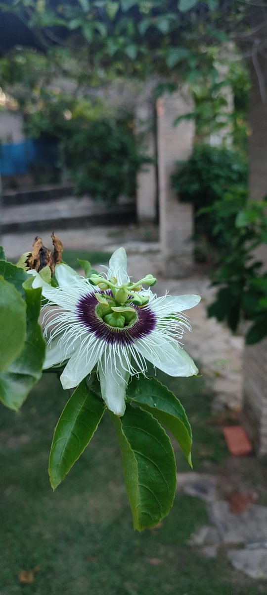 Flor de la  pasión 😍