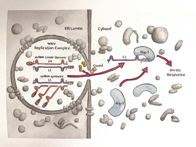 Now you see me, now you don’t: What and how viral RNAs are detected by cytoplasmic pattern-recognition receptors dlvr.it/TKDKgt
