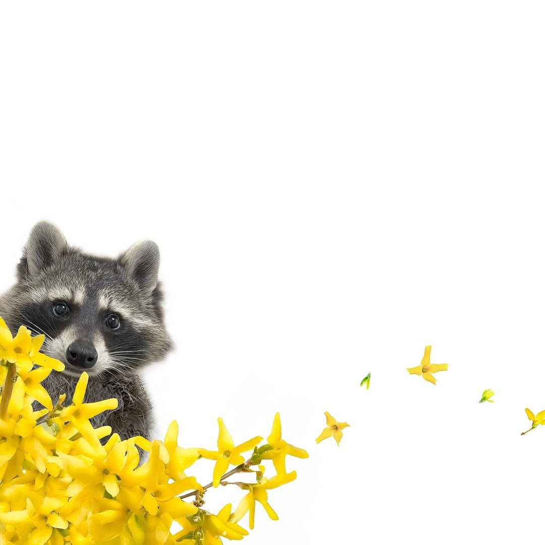 silly raccoons & pandas tweet media