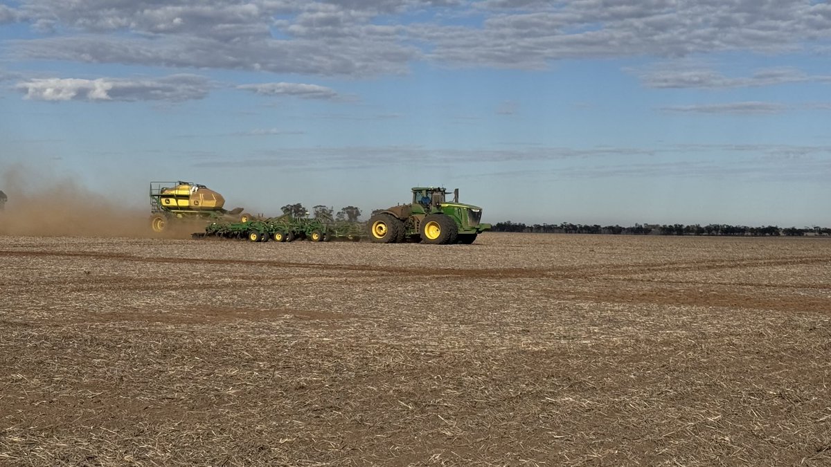 #plant25 #canola