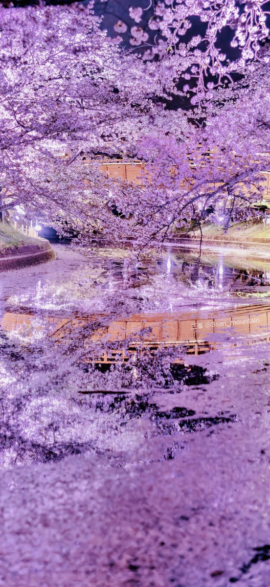 3san_mountain's tweet photo. 花びらの海に架かる橋 現実を忘れる春のひととき
#桜の季節 #CherryBlossomDream #夜桜 #SakuraMagic #ピンクの世界 #SpringWonder
#桜 #SakuraVibes #CherryBlossoms
#幻想的 #春の魔法 #JapanInBloom
#カメラ好き
#東京カメラ部
#みんな見て
#バズれ
#綺麗すぎて保存した
#一瞬で惚れた https://t.co/RmhPgkaynV
