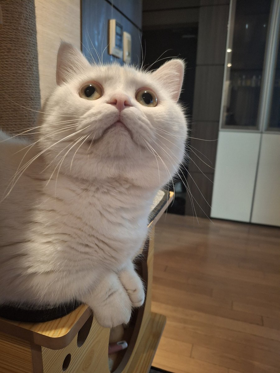 내 이름은 호냥이  ㅋㅋㅋ 집에 온지 2년 턱살이 ㅋㅋㅋ