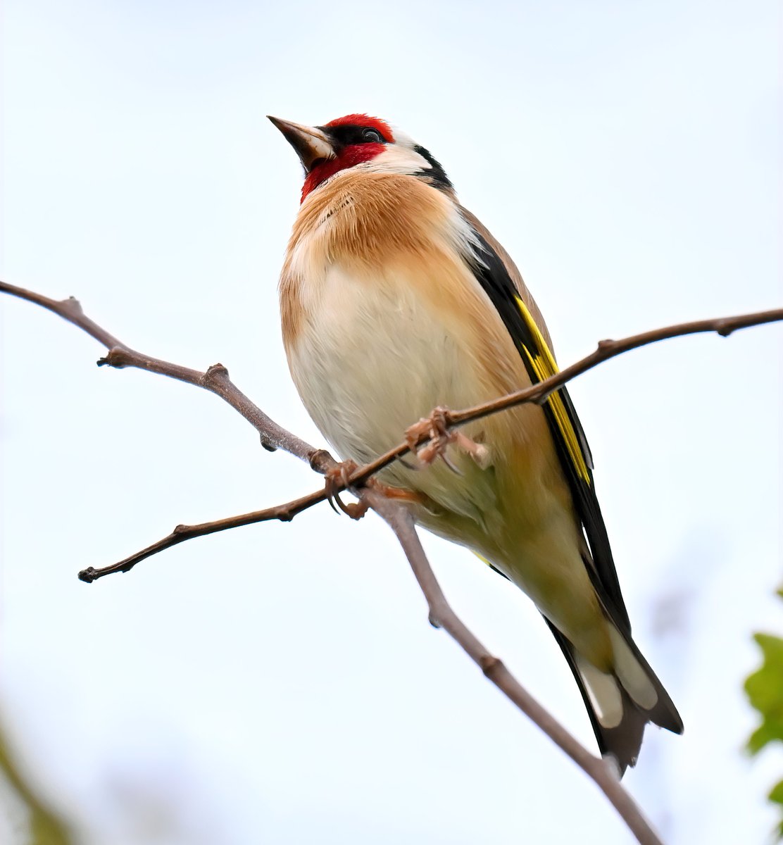 Goldfinch high in a tree. 😍😊🐦