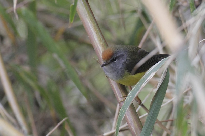 birdd111's tweet photo. Broad-billed warbler
Scientific name: Tickellia hodgsoni
Broad-billed warbler is a species of bush warbler (family Cettiidae). It is found in Bhutan, China, India, Laos, Myanmar, Nepal, and Vietnam. Its natural habitats are moist lowland forest and moist montane forest.
#Fugle #Papegøje #Subosciner #Rovfugle #Spurvefugle #Andefugle #Ugle #Fjerkræ #Høns #Kalkun #Ænder #Gæs #Duer #Kolibrier #Kragefugle #Sangfugle #Kanariefugl #Finker #Spurve.