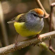birdd111's tweet photo. Broad-billed warbler
Scientific name: Tickellia hodgsoni
Broad-billed warbler is a species of bush warbler (family Cettiidae). It is found in Bhutan, China, India, Laos, Myanmar, Nepal, and Vietnam. Its natural habitats are moist lowland forest and moist montane forest.
#Fugle #Papegøje #Subosciner #Rovfugle #Spurvefugle #Andefugle #Ugle #Fjerkræ #Høns #Kalkun #Ænder #Gæs #Duer #Kolibrier #Kragefugle #Sangfugle #Kanariefugl #Finker #Spurve.