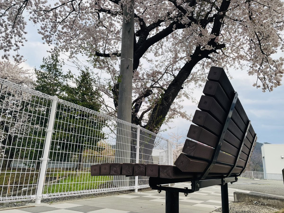 SATOInn's tweet photo. Cherry blossoms at Shiroyama Park in Otsuchi are in full bloom now! https://t.co/pQWrfBU7Is