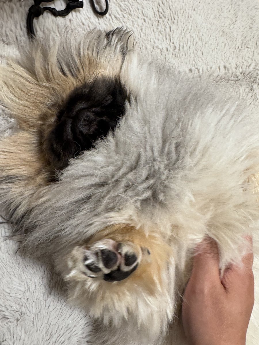 pekigizmo's tweet photo. もう何が何だかわかんねぇな.... https://t.co/lEsAu58oOb