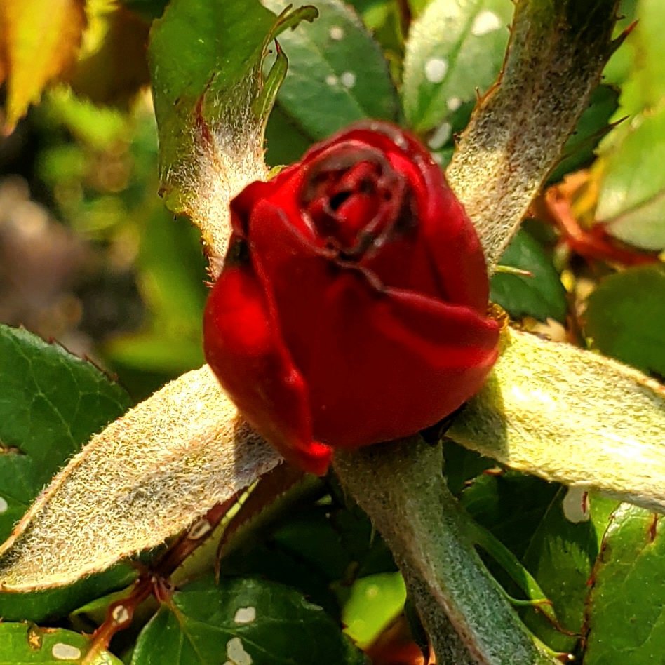First healthy rose bud starting to open