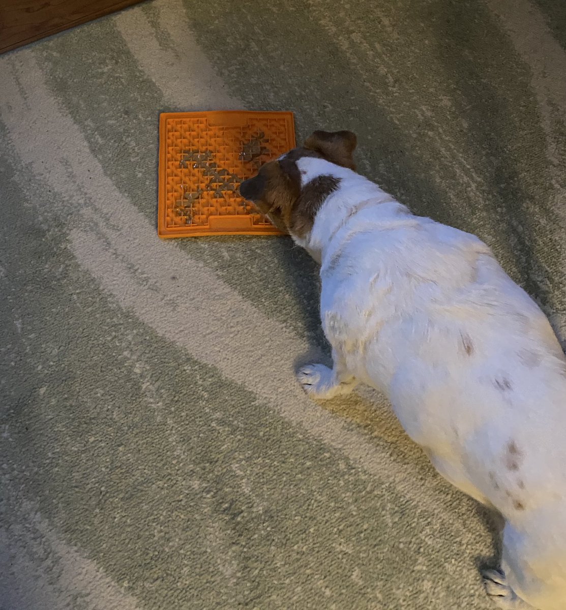 DaisyMaeJack's tweet image. I’ve been given my licki-mat because apawrently it is frowned upon to lick da inside of hoo shoes 🤷🏻‍♀️🐾♥️ #whoknew #peanutbutter #dogsofx