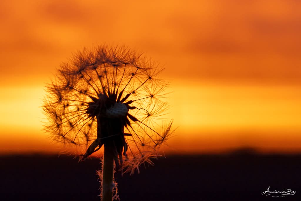 Captures by Amanda tweet media