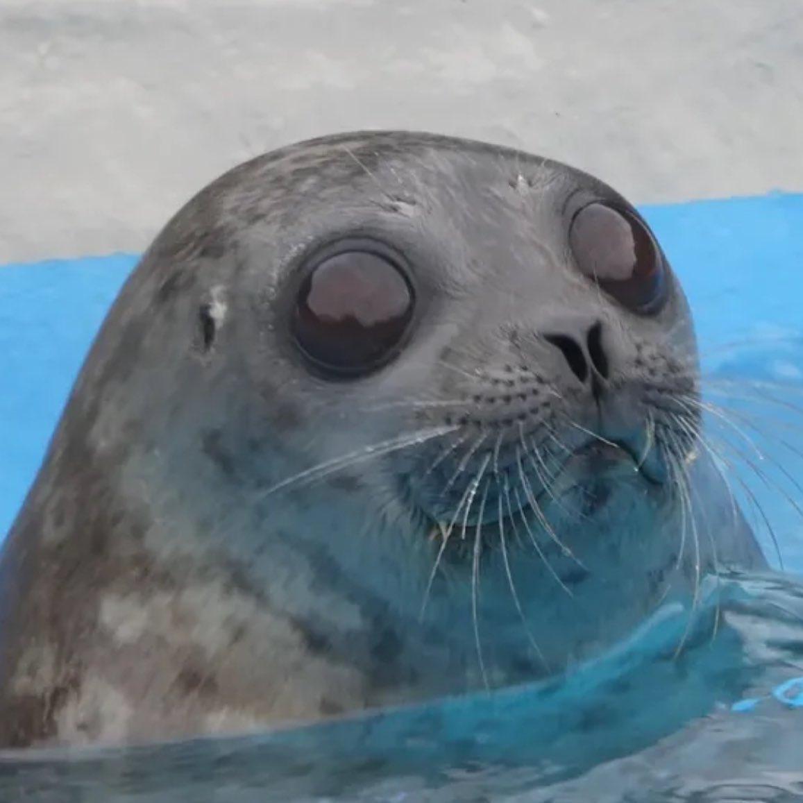 🧊 ┋ 𝐖𝐎𝐑𝐋𝐃'𝐒 𝐒𝐄𝐗𝐈𝐄𝐒𝐓 𝐗-𝐌𝐀𝐍 .ᐟ tweet media