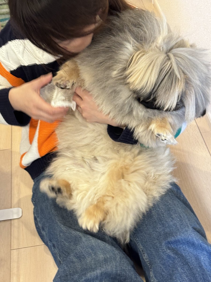 pekigizmo's tweet photo. 意味わかんないくらい毛量多くてサイズ感バグってんの好き https://t.co/Kyebv4scEC
