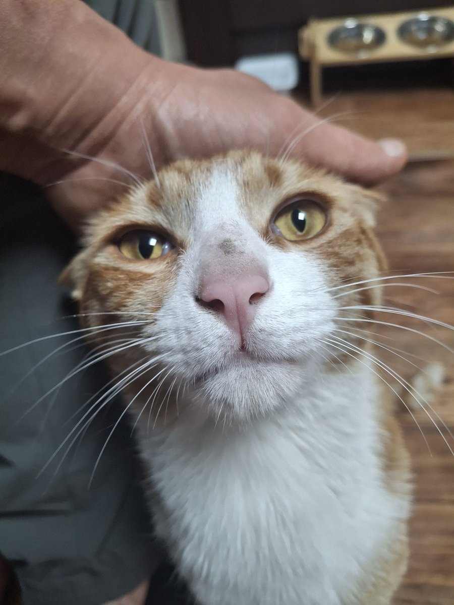 집냥이로 인생 역전한 후추 치즈 둘다 가게 2층에 잘 적응중