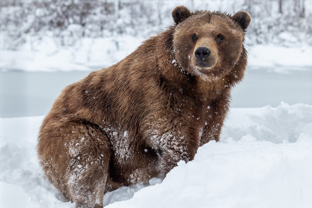 Hugo's been waiting for this snow all winter!

#brownbear #bear #hugothebear #grizzlybear #awcc #akwildlife #wildlifeconservation