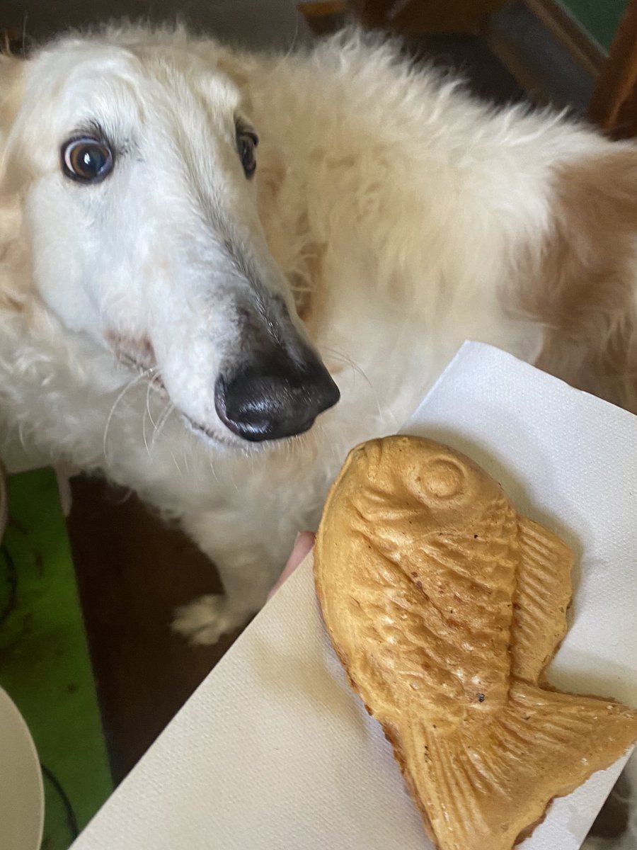 たい焼きについていろいろと教えてくれてありがとう！
がんぼるぞい！！

translation:
Thank you for teaching me so much about taiyaki!