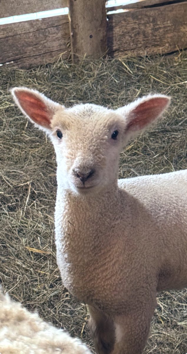 dustinkittle's tweet image. Was trying to have a private conversation today about which ram lambs to castrate; looked over and Burton was listening to us