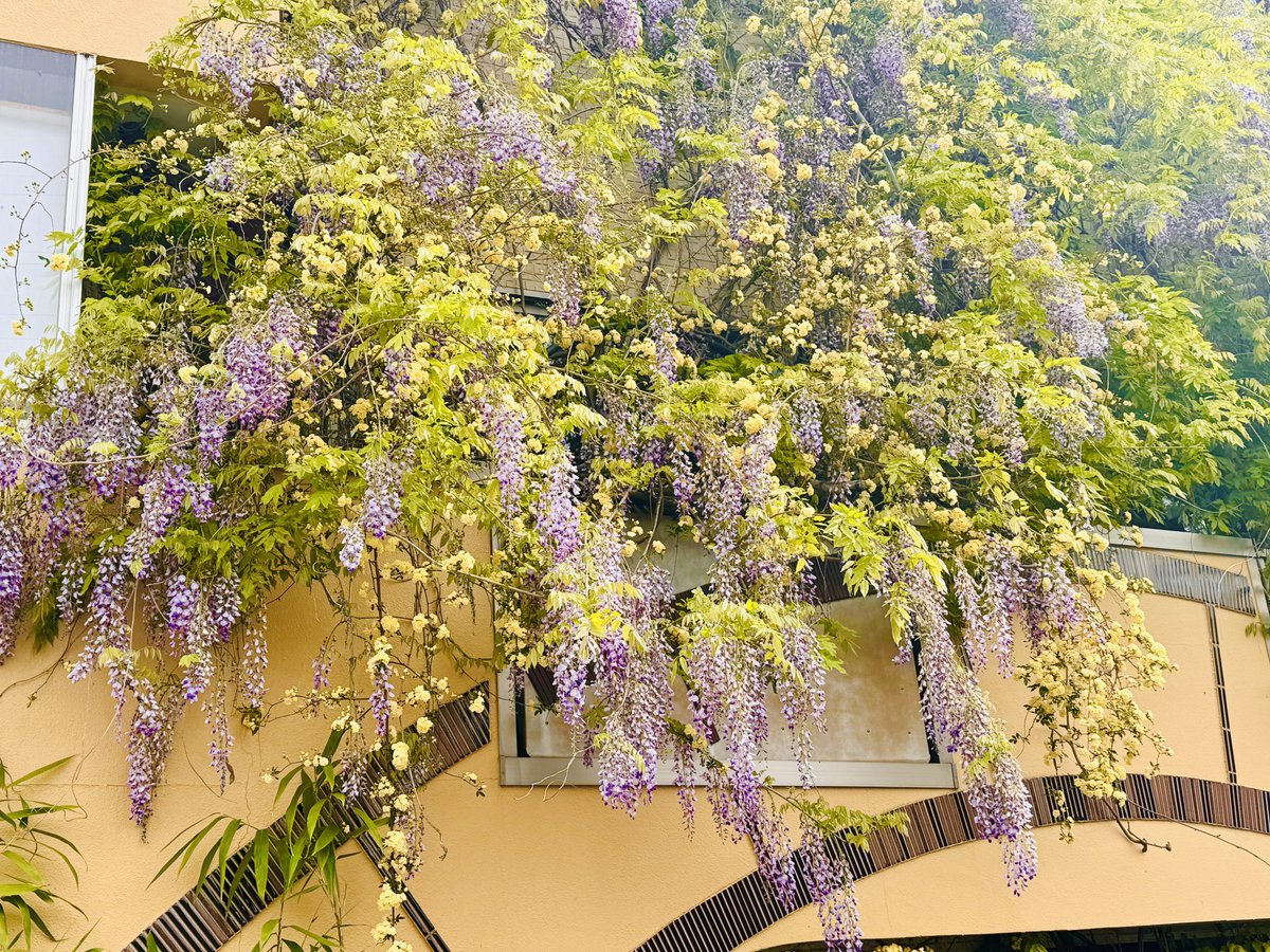 外観の藤の花が満開です！
見頃のピークがすぎるまでは1週間程度となります。
藤の切り花オプションは来週末ごろまでのご案内になりそうです。週明け21〜週末26（土）27（日）はまだご予約が空いております！ご利用をお待ちしております！