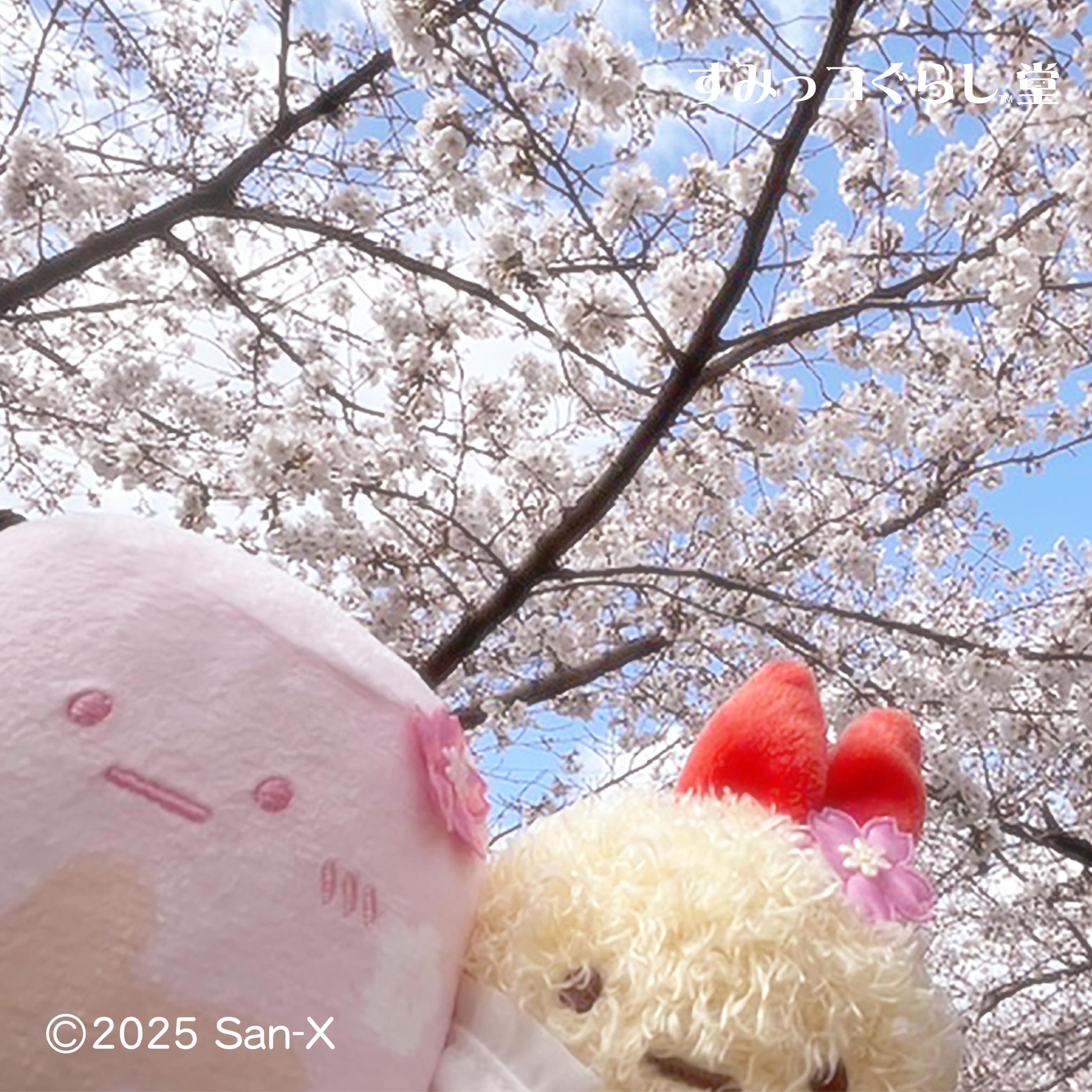 すみっコぐらし堂・開運すみっコぐらし庵 (@sg_do_official) / X すみっコぐらし堂・開運すみっコぐらし庵 (@sg_do_official) / X