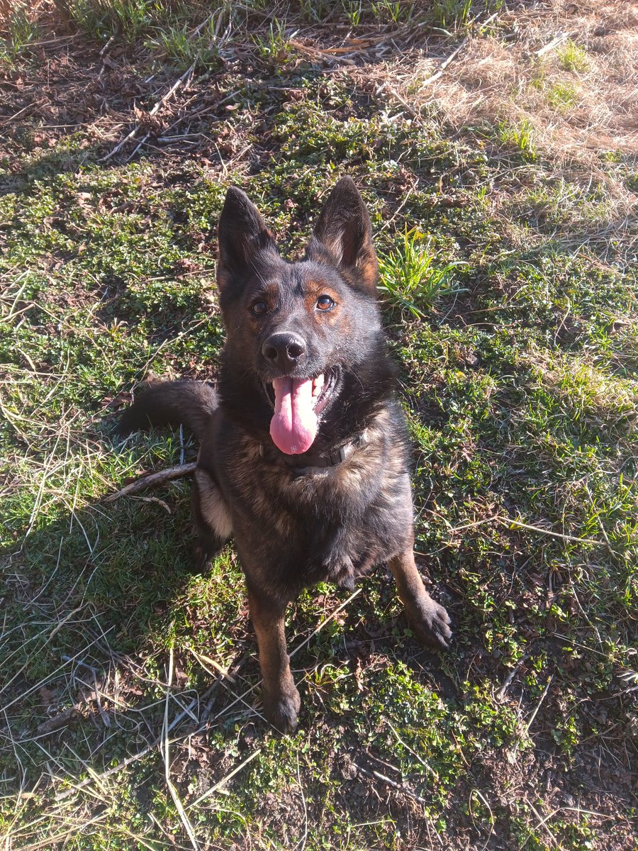 K9 Oki!

#workingdog #germanshepherd #workingk9 #k9training #protectionk9 #protectiondogs