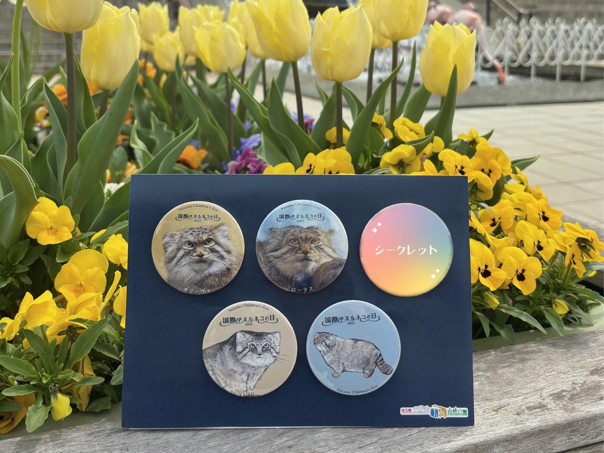 2023年国際マヌルネコの日限定缶バッジ 国際マヌルネコの日の記念して、今年も園内でオリジナル缶バッジの販売
