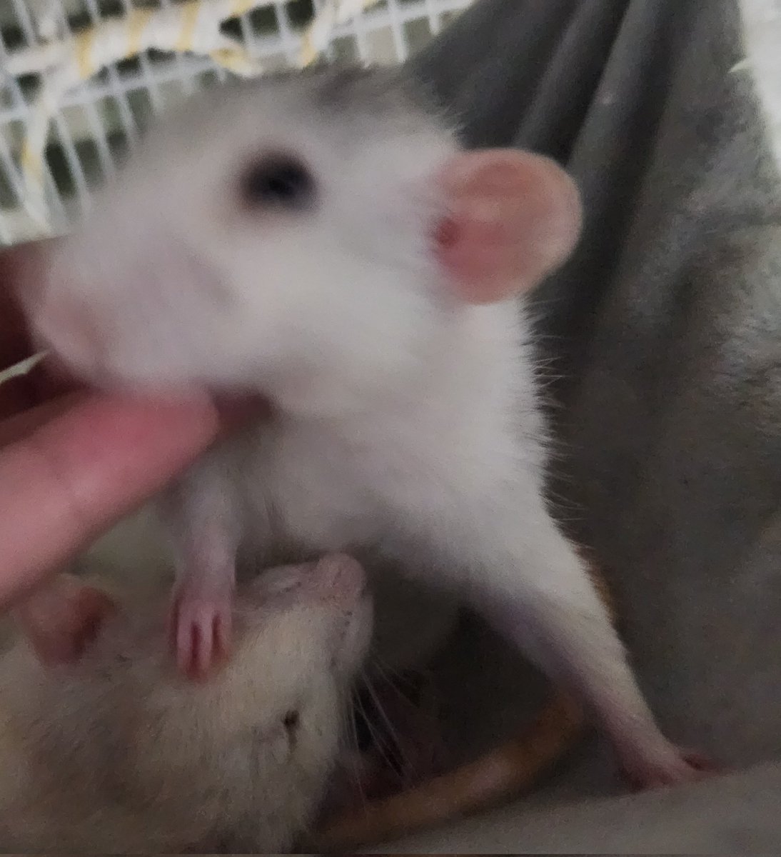 쥐배자 tweet media