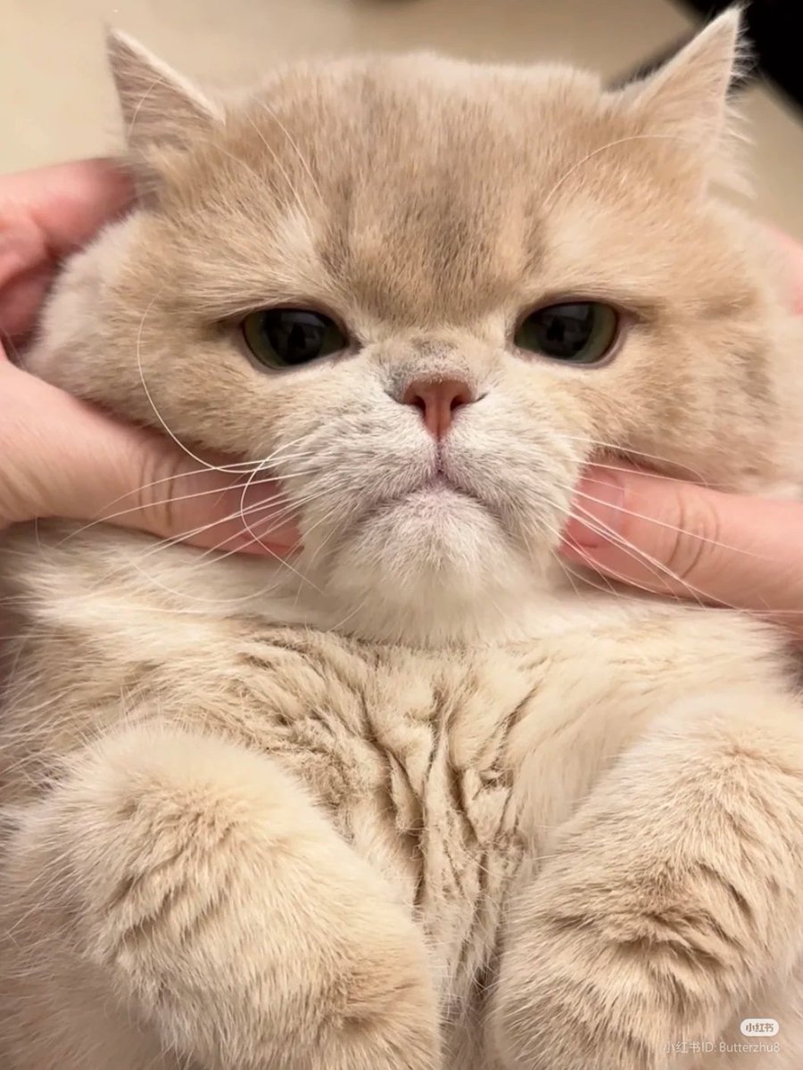 No Context Cats tweet media