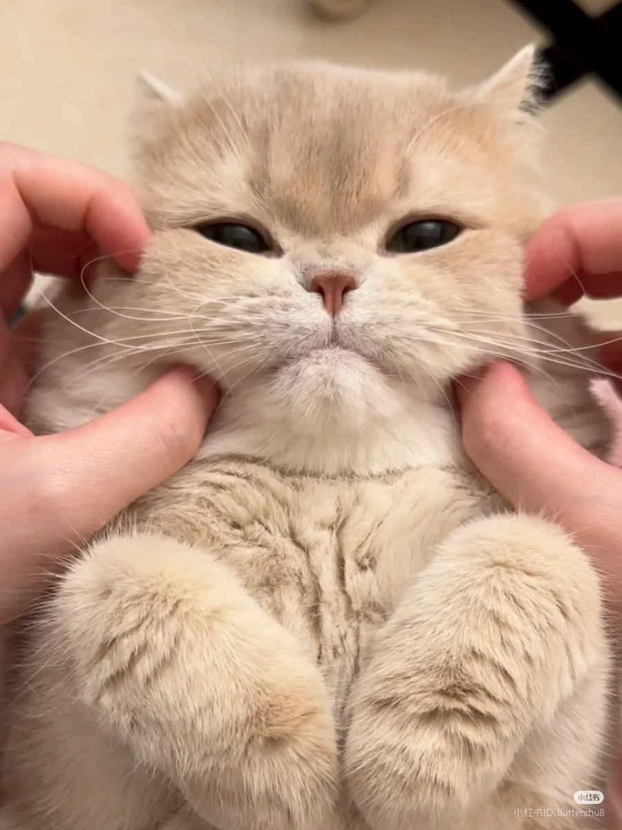 No Context Cats tweet media